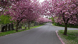 cherry blossum pathway